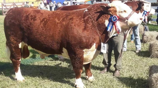 ¿Qué te motiva a visitar la Expo?
