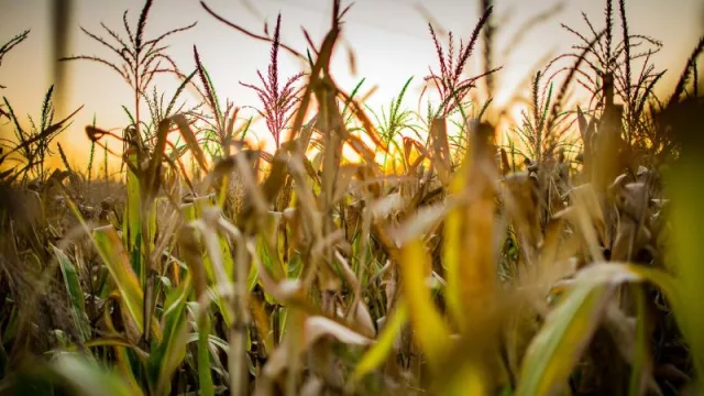 Exportaciones paraguayas cayeron 6,5% en primer trimestre (menor venta de electricidad influyó en el descenso)