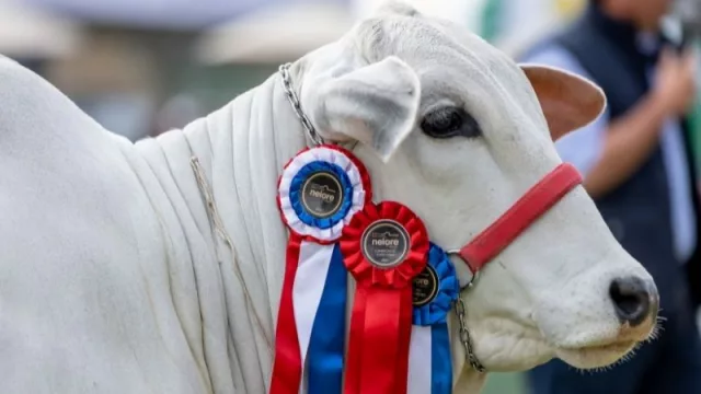 Con genética de punta, Nelore saldrá a imponer presencia en la Expo 2022 (participarán 243 ejemplares)