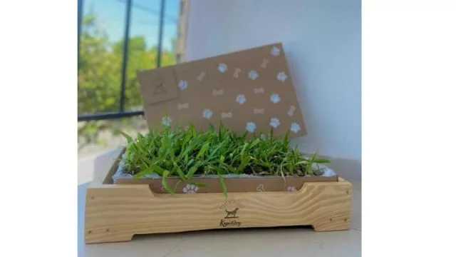 Kapi Dog: el emprendimiento que vio nacer el primer sanitario ecológico para animales