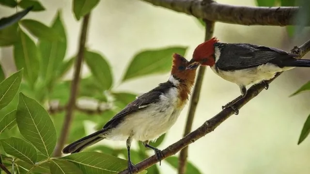 Parque Guasu a salvo: Senado da media sanción a proyecto que protege humedal (¿por qué es importante conservarlo?)