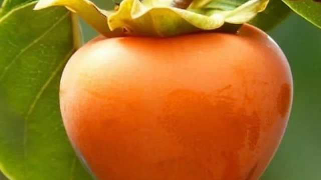 Pomelero comercializa más de 80 variedades de árboles frutales injertados y exóticos (pitaya, arándano y cítricos, los más requeridos)