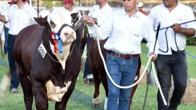 ¿Por qué se plantea la integración del Fondo Ganadero con el BNF y qué implicaría?