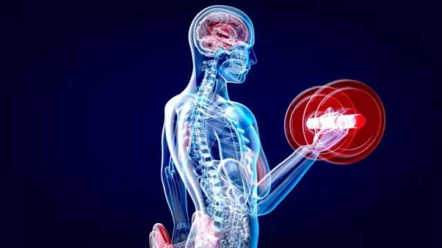 Por qué hacer ejercicio evita que el cerebro encoja