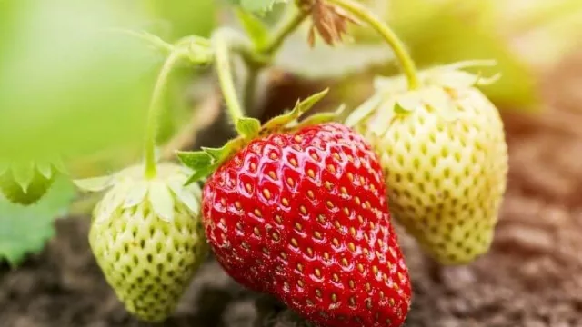 Frutillas a la vista: En marcha la cosecha tempranera (se obtendrá solo el 70% de lo cultivado)