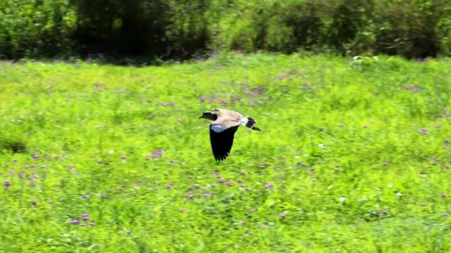 Cuatro alternativas para la instalación de la universidad de Taiwán (Asunción posee la mitad recomendada de espacio verde por habitante)