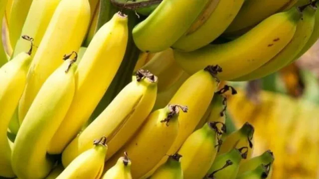 Productores trabajan para mejorar calidad de la banana paraguaya y volver a exportar a Chile