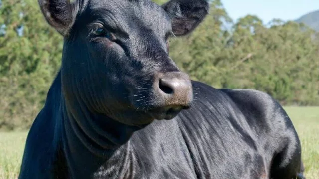 Raza Angus continúa creciendo en volumen y afianzando venta de su carne premium certificada