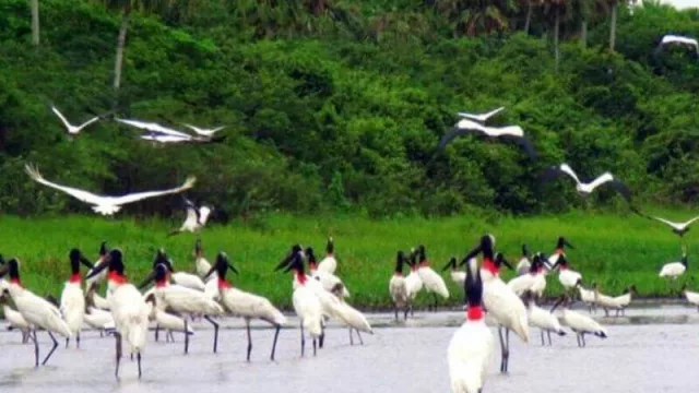 No son yuyales: “Paraguay posee un potencial turístico en los humedales y en avistamiento de aves”