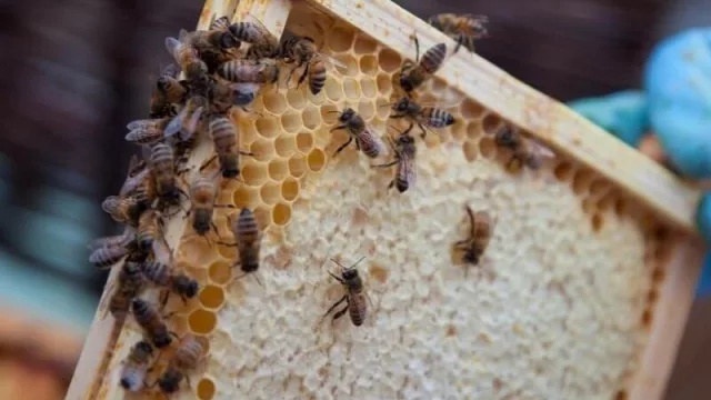 Apicultores ansían exportar miel pronto (Alemania, EE.UU. y Canadá serían los destinos posibles)