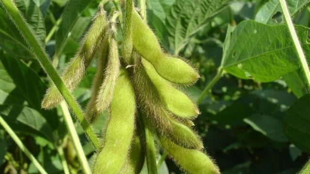 Firma neerlandesa llega al país con intención de ampliar volumen de compra de harina de soja sostenible