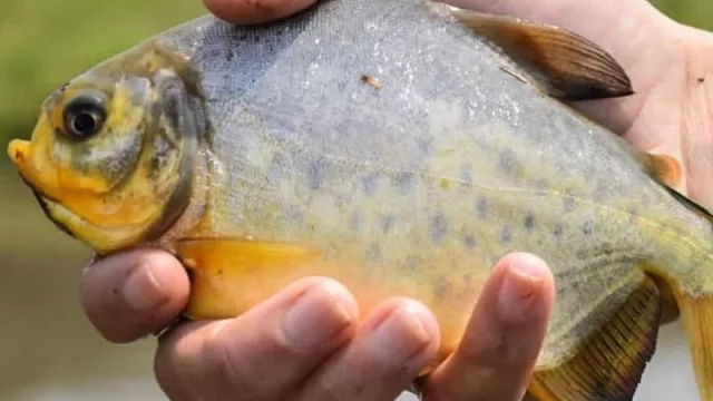 Piscicultura mantiene un volumen de producción que supera las 19.000 toneladas (Caaguazú es el mayor productor)