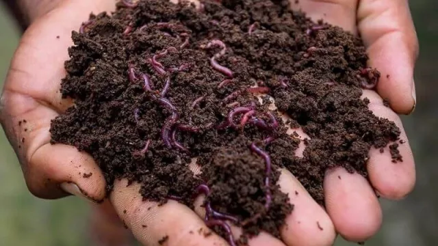 Lombricultura: alternativa agroecológica y rentable aún incipiente, pero que va sumando adeptos