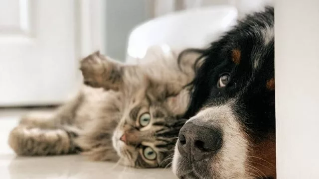 Existe una póliza para la salud de perros y gatos en Fénix Seguros (llegó a 1.000 asegurados en pocos meses)