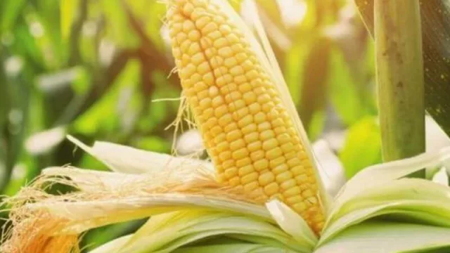 Maíz: duramente castigado por la sequía, exportación zafra 2021 disminuyó 50% (campaña actual en riesgo)