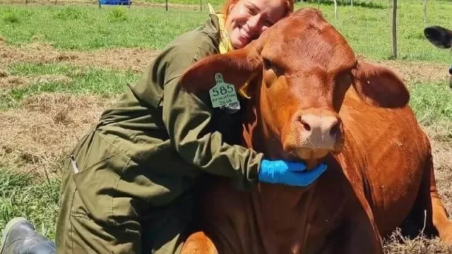 Analí Argüello es la única mujer veterinaria que recorre el país haciendo podología bovina