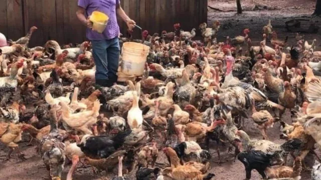 Avicultura de raza: Granja San Francisco se dedica a la cría y mejoramiento genético de una variedad de aves (gallinas, pavos y codornices)