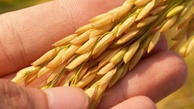 Aumentaron envíos de arroz a Chile y crece el potencial de diversificación