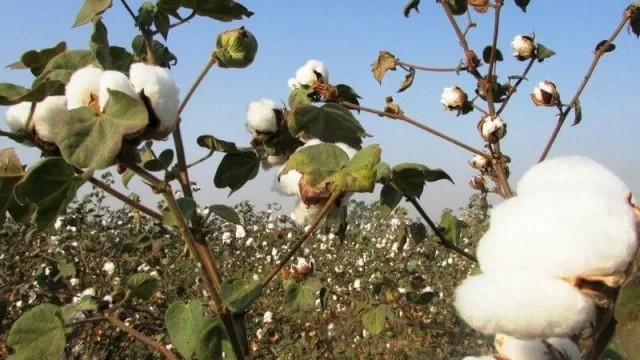 Avanza producción de algodón en el Chaco (en 2021 se superaron las 6.000 hectáreas y ahora apuntan a 16.000)