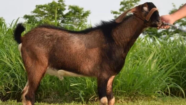 Raza Anglo Nubian evoluciona en Paraguay con la Cabaña JM, especializada en genética caprina