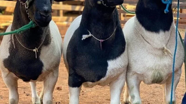 Granja San Bernardo exportó a Argentina 13 ovinos Dorper de calidad genética superior (y se alista para enviar más)