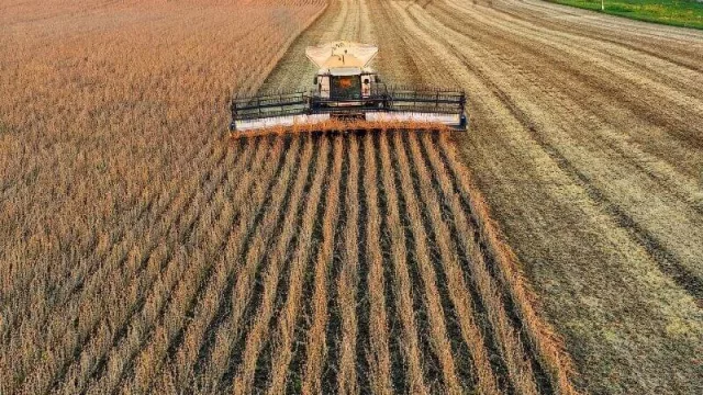 Reducción de ingresos de divisas por exportación de soja afectará al precio del dólar e inflación