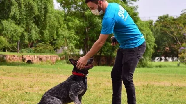 Gualk: el innovador servicio integral para perros obtuvo un 93% de eficiencia en adiestramiento