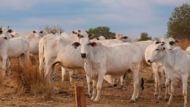 “Los productores que pueden trasladar su ganado lo están haciendo y otros los están comercializando al precio que sea”