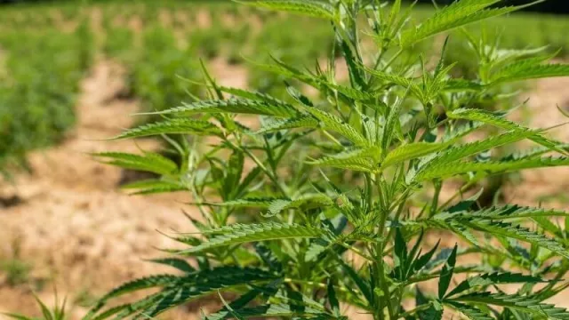 Productos paraguayos con base de cannabis no psicoactivo suman nuevos mercados
