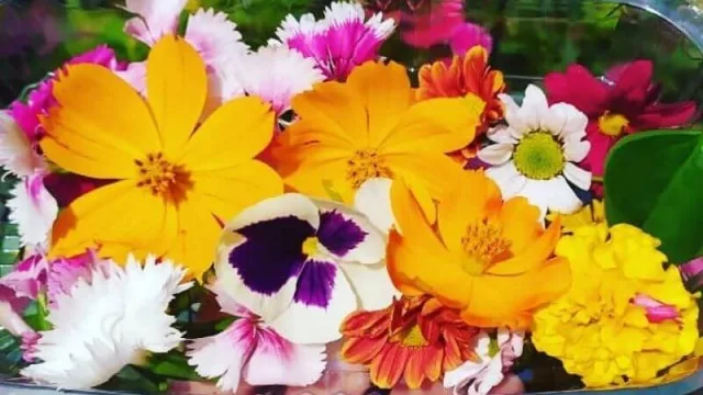 Aeroponica Paraguay: el emprendimiento que cultiva y vende flores comestibles y microgreens gourmets