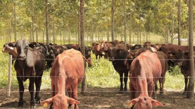 Tres establecimientos ganaderos del Chaco y uno de Caazapá fueron reconocidos por sus prácticas sostenibles