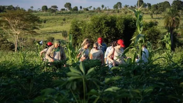 Siembra directa en zona de la reserva Mbaracayú benefició a 252 familias de agricultores