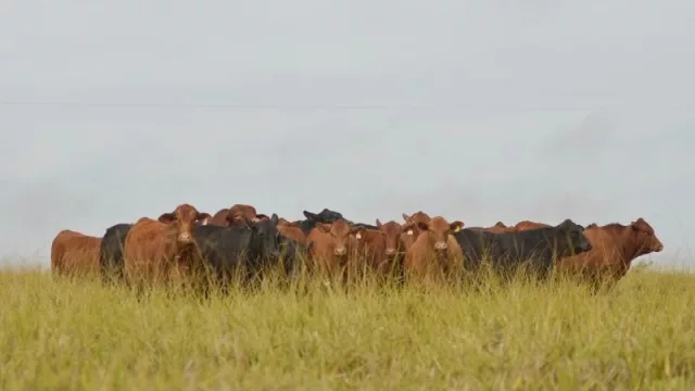 ¿Qué es el mapa genético y cómo podría optimizar el ganado nacional?