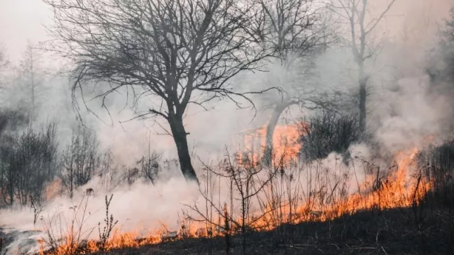 Combate a incendios forestales tendrán un costo inicial de G. 300 millones (y las pérdidas reales no se pueden cuantificar)
