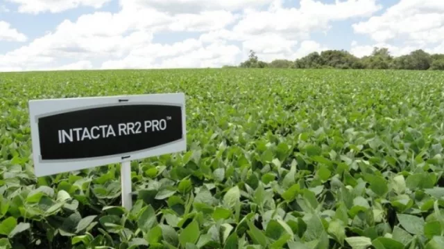 Bayer saca del mercado argentino la soja Intacta RR2 (y apuesta a la agricultura digital y de precisión)