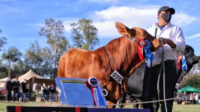 Todo un éxito: Nacional de Invierno Brangus arrojó más de G. 2.000 millones en negocios