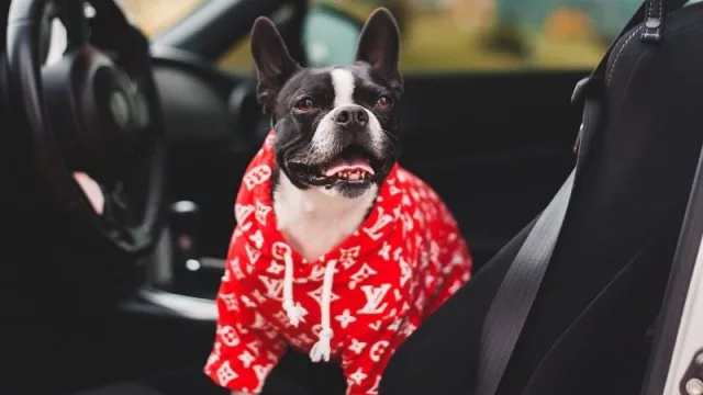 Hoteles pet friendly: una tendencia que se impone entre los huéspedes (y estos establecimientos de Asunción se adaptan)