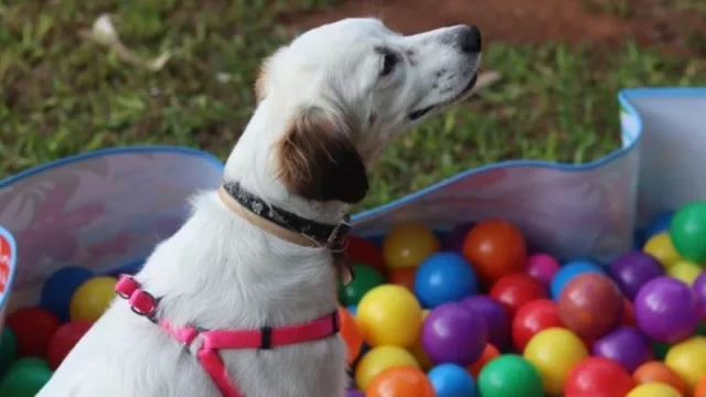 Atajá tu perro: los canes ya tienen su propio café para salir a conocer otros amigos