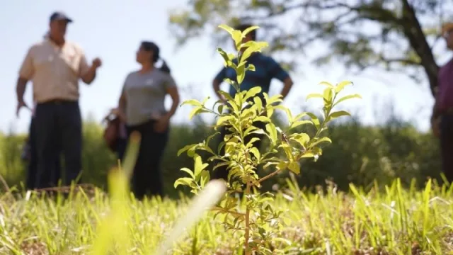 Los cuatro proyectos nacionales que apoya la Unión Europea para mitigar los efectos del cambio climático