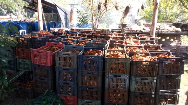 Empieza la zafra de hongos comestibles (Paysandú vende 250 mil kilos al año y solo en el mercado nacional)