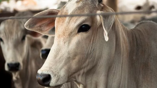 Paraguay recibirá estatus de país libre de PCB, última certificación que posibilitará la exportación de más menudencias