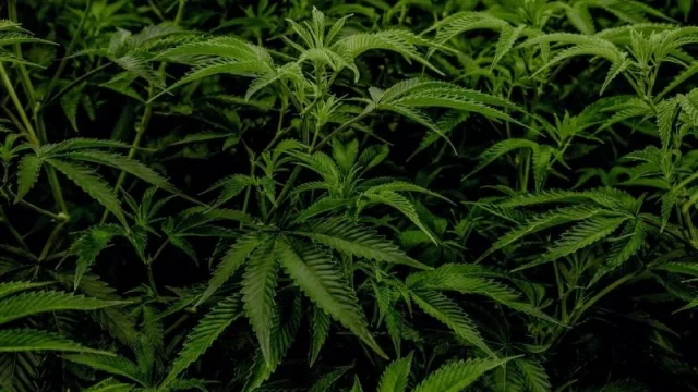 SelenioNueve concretó primera exportación de flores de cannabis a Suiza
