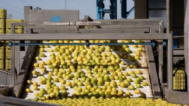 ¿Qué pasaría si la Unión Europea nuevamente rechaza el limón tucumano?