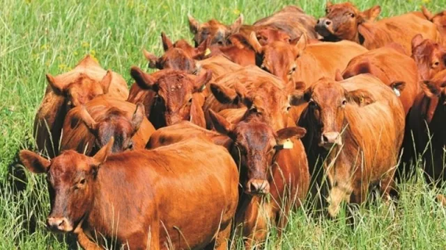 Brangus destaca fortaleza y anuncia que este año continuará su expansión con la mejor genética