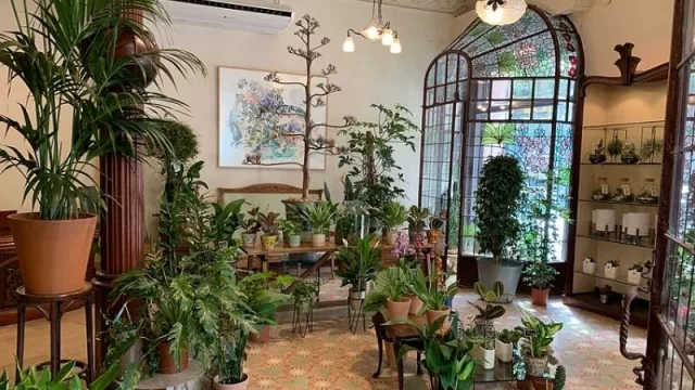 La “fiebre verde” llega a Barcelona: el negocio detrás de tener plantas “exóticas” en tu habitación