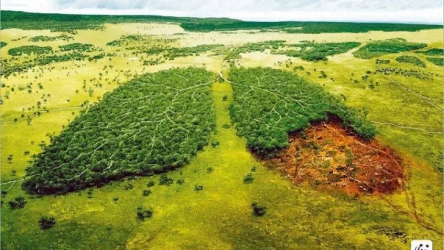 Sin agricultura ni ganadería y con muchos fenómenos climáticos: El motivo para resguardar los bosques por 10 años más