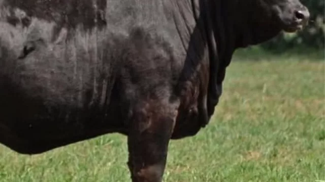 ¡Campeones! Una vez más ejemplares Brangus paraguayos son elegidos los mejores de Sudamérica