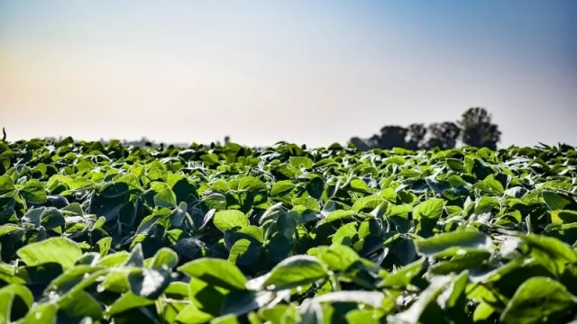 Mitigar el impacto ambiental en el Chaco: Agroideal presenta oportunidades de inversión con un enfoque sostenible