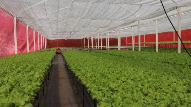 Una experiencia diferente: Granja Vy’a Raity ofrece recorrido para conocer su producción de lechugas en Cordillera