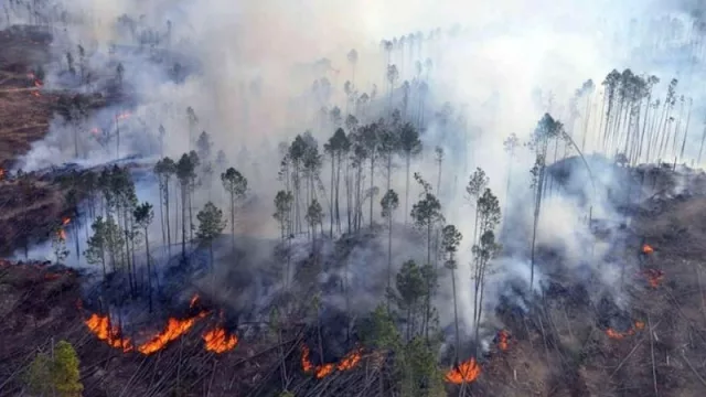 Los incendios fueron el tema principal durante la semana pasada y varias organizaciones consideran que el cambio de uso de suelo para las actividades agroganaderas son la principal causa